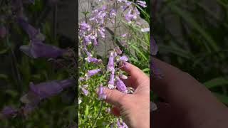 Native Plants Hairy Beardtongue Penstemon hirsutus for a Pollinator Garden [upl. by Murial]