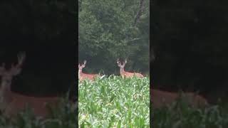 Velvet Bucks amp Corn Fields velvetbucks shorts [upl. by Wes]