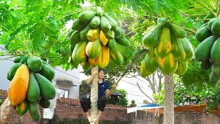 Harvest Giant Papaya amp Cook stirfried papaya with meat Go to the market sell  Lý Tiểu Luyến [upl. by Nick]