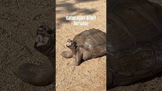 Galapagos Giant Tortoise animals wildlife nature tortoise zoo [upl. by Kirad]