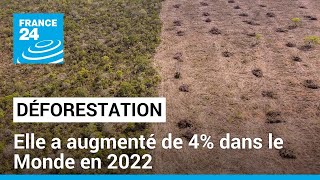 Déforestation Elle a augmenté de 4 dans le Monde en 2022 • FRANCE 24 [upl. by Okorih]