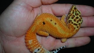 How to handle your leopard gecko [upl. by Skippy]