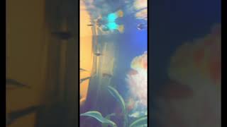 Fourth Video of Endler Mosquito Fish Crossbreed [upl. by Anitsyrhk]