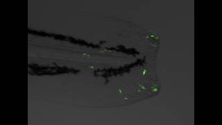 The Frantic Rush of Neutrophils to a WoundCell Reports Powell et al Movie S4 [upl. by Pail]