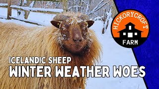 Life RAISING SHEEP Winter Weather Woes and Fleece Icelandic Sheep the Homestead Sheep Flock [upl. by Ilahtan]