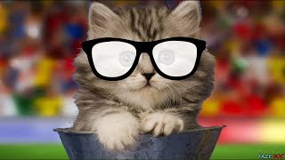 Flocosenii compilatie doza de ras 😆 Faze comice 2017 Ep 5 🐈 [upl. by Garmaise]