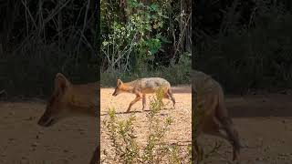 Beautiful Nature of Tel Aviv Israel 🇮🇱 Glden Jackal in Yarkon Park Israel Jackal Park [upl. by Lehpar]