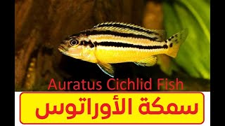 سمكة الاوراتوس من أنواع السيكلد الافريقي  كل معلومات التربية والحوض والتفريخ  Auratus Cichlid [upl. by Burney247]