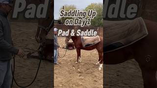 🌟SUBSCRIBE MankinsPerformanceHorses coltstarting riding horses fyp saddle horsevideo pad [upl. by Shandy611]