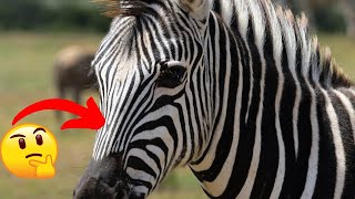 Zebra Stripes The Surprising Reason Why They Exist [upl. by Nadirehs]