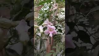 la danse des abeilles bee motivation nature [upl. by Eusebio]