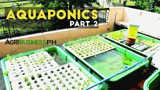 Aquaponics Part 2  Aquaponics System and DIY  Agribusiness Philippines [upl. by Naired]