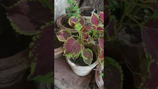 कोलियस सुंदर पत्तियों वाला पौधा🪴😱coleusgardeningplantviralshort gardenlikeshare subscribe😍 [upl. by Lauraine831]