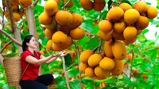 Harvesting Diospyros decandra fruit Goes To Market Sell  Gardening And Cooking  Lý Tiểu Vân [upl. by Chariot]