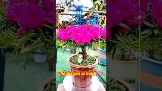 NEW DIY POURTLACA FLOWER STYLE ❤️ shortvideogardening gardenloveShort youtubeshortsyoutube [upl. by Clynes669]