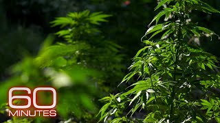 Californias marijuana fields Weed in Colorado A new direction on drugs  60 Minutes Full Episodes [upl. by Taft]