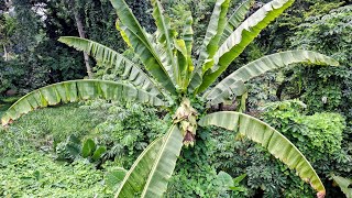 Ensete glaucum  i fell for the Snow Banana Scam [upl. by Yerag952]