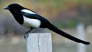 Blackbilled magpie call Blackbilled magpie singing HD blackbilled magpie sound [upl. by Tenom]