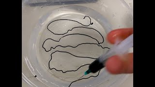 Conductive Polymer Wire  How to make conducting alginate worm  MCC polypyrrole alginate composite [upl. by Eirac807]