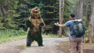 When Hikers Encounter Grizzly Bears Face to Face [upl. by Melc]