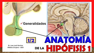 🥇 Anatomía de la HIPÓFISIS 12 Glándula Pituitaria ¡Explicación Sencilla [upl. by Garek]