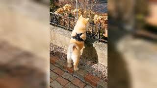 Walking in the park with Minie Chowski Chow chow Husky Mix [upl. by Vivianne]