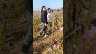 cosmos flower from ukhrul paorei village [upl. by Keel]