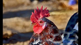 💜 Gallina FLOR DAMETLLER Crespià Girona 🐓🐓🐓🐓 [upl. by Tabbitha]