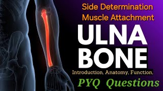 Ulna Bone Anatomy  Side Determination  Surface  Muscle Attachment  Ulna anatomy bdc [upl. by Yrdnal]