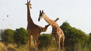 Funniest Giraffes Fighting Ever [upl. by Wojak]