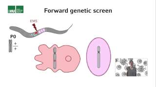 2 2 Lecture 2 Programmed cell death in C elegans 16 59 [upl. by Gnap628]