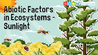 Abiotic Factors in Ecosystems – Sunlight [upl. by Ferris]