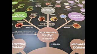 Phylogenetische Systematik Teil 3 Der Stammbaum des Lebens  english subtitles [upl. by Hermine]