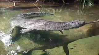 Indian Gharial  Singapore Zoo [upl. by Kinemod153]