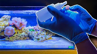 Making a Zoa Garden in my Shallow Coral Reef Tank [upl. by Airemaj]