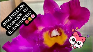 ✅ORQUÍDEAS CON FLORACIÓN EN EL INVERNADERO‼️🌺🌼🌸🙋🏻‍♀️ [upl. by Schapira]