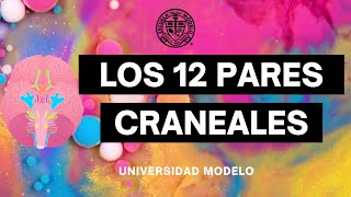 Evaluación De Los Pares Craneales [upl. by Christianson]