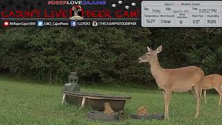 Does to Mega Bucks were out last night whitetaildeer [upl. by Wettam]