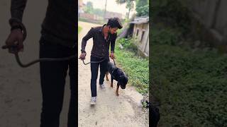 Ye mera adda 😈 roti rottweiler trending trendingshorts shorts viralshorts reels love tiktok [upl. by Elyrad]