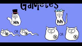 Biology with pinyin through AMOEBA SISTERS  Dihybrid and TwoTrait Crosses [upl. by Sixel]