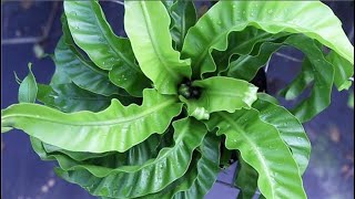 Plant Hunter Stories  Hurricane Fern Asplenium Hurricane  Costa Farms Trending Tropicals® [upl. by Itoyj]