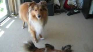 Sheltie Talk  Hear Our Shetland Sheepdogs Sing [upl. by Anya]