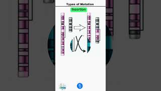 Types of Mutation Deletion Duplication Inversion Insertion and Translocation [upl. by Atrahc]