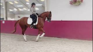 Tessel  Dutch Dressage Horse from Holland for Sale [upl. by Anoynek]