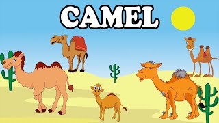 Camel  Animal Rhymes  English Rhymes  Children Nursery Rhymes   Comprint Multimedia [upl. by Izak692]