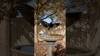 A Grackle lands at the birdbath for a drink [upl. by Palermo]