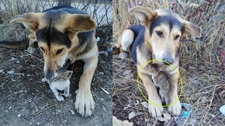 Left at a garbage dump he sheltered warmed and saved the kitten—a true miracle of love [upl. by Pedrick]