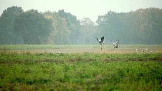 Über 50000 Kraniche in der Diepholzer Moorniederung [upl. by Rupert409]