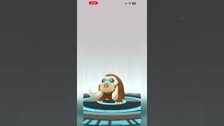 Pokémon Go  Piloswine Evolve Into MAMOSWINE [upl. by Coughlin225]