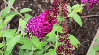 Butterfly Bushes in pots Why [upl. by Torbart]